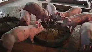 pigs feeding by small family in rural eara