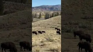 Bison roaming free #animals