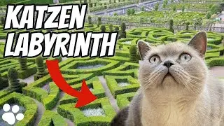 Wir bauen unseren Katzen ein Labyrinth 😻
