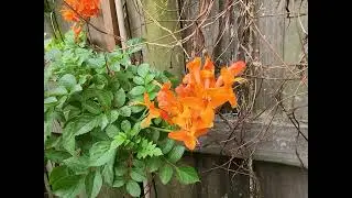 Firebush and Cape Honeysuckle in Zone 9a along the upper Texas Gulf Coast