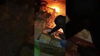 unboxing 1 day old broiler chicks step by step