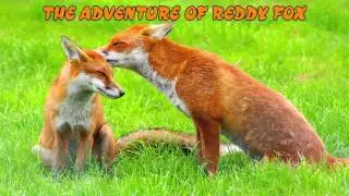 The Adventures of Reddy Fox By Thornton W. Burgess (1874-1965)