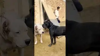 Dogo argentino vs cane Corso 😱🔥 #dog #dogbreed #pets #animals #shorts #trending #alphathedogo