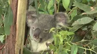 Kuranda Koala Gardens