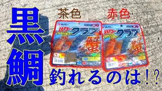 【パワークラブ】赤色と茶色 乗っ込み黒鯛(チヌ)どちらを好む⁉【釣り雑誌(元)編集マン】