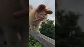 Kitten and Dog Dressed as Lions Sharing a Playful Outdoor Adventure