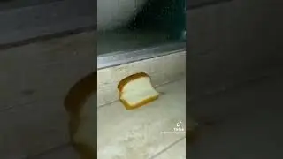 The Bread Movie #movie #shortfilm #bread