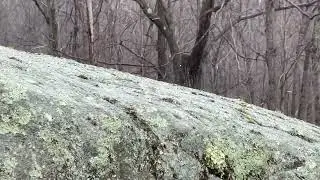 Hail in Harriman State Park  - April 2022 - Fingerboard Shelter