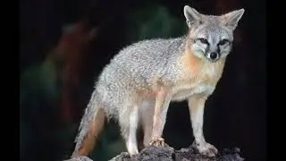 Gray fox sounds