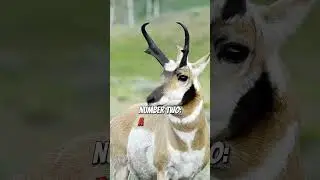 Top 5 Animals You Could Never Outrun #animalattacks #dangerousanimals #animals #facts #wildlife