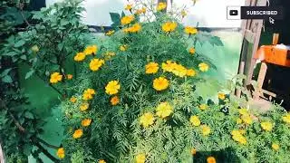 Moments with Butterflies 4K 🦋 | Soothing Nature Piano Music & Insect Life 🍃 &bull; 4K UHD​🌼 প্রকৃতি 😊🌼👍🦋🦋