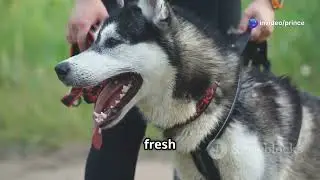 Unleashing the Siberian Husky: Instincts & Prey Drive Explained!