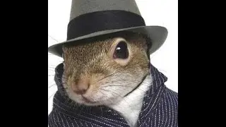 SQUIRREL REMOVAL FROM ATTIC NJ CALL TODAY FOR YOUR SAME DAY SERVICE (973) 388-9126