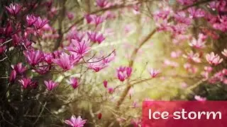 Ice Storm - SO SAD Official