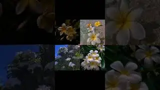Your flower if you..!🌷| #shorts #fyp #aesthetic #trending #flowers