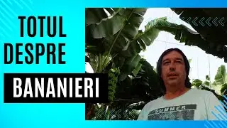 Totul despre Bananieri INGRIJIRE CRESTERE INMULTIRE