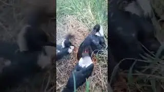 🔥 Intelligent bird 🕊️ #sundarc #8dtamilsong #kamalhaasan #anbesivam #vidyasagar #yaaryaar #trending