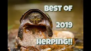 Best of herping 2019; Scarlet kings, hognose, all 3 alligator snapper species and more!!!