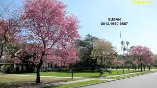 TABEBUYA BSD City, New Cluster in 2020