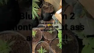Arizona grow. I'm running out of room