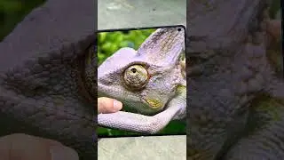 OPPO Find N5 Camera Quality: Better Than Huawei, Vivo & Samsung?