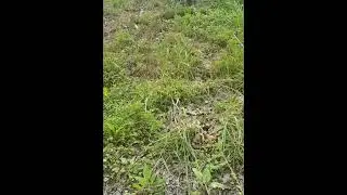 🐾 Cat Adventures in Nature | Peaceful Moments with My Feline Friend 🐾
