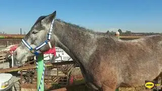 LOS POTROS,CABALLOS Y YEGUAS, PLAZA GANADERA EL PUENTE DE SAN BERNABE.