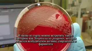Мир микробиологии в SYNLAB (rus)