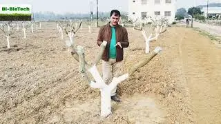 #Lime_Painting #indo-israel centre of excellence for mango basti uttar pradesh