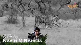 A CORRIDOR FOR TIGER - WILDERNESS DAYS 2021 (ENGLISH)