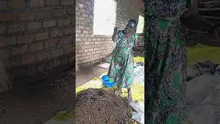 Steaming Substrate for Oyster Mushroom Growing: A Guide