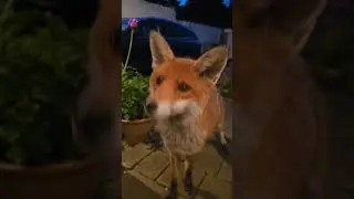 Waiting For Extra Chicken #animal #fox #foxes #redfox #wildfox #wildlife #cute