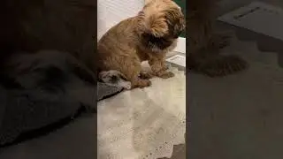 cute dogs and funny moments part 8