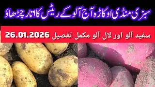 Potato mandi rate today okara mandi today potato price live rate 26.01.2026