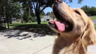 Our faithful Companions: Theories about the human animal bond