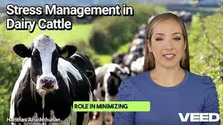 Stress Management in Dairy Cattle