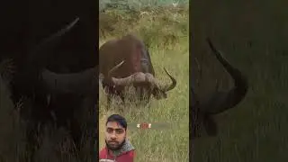 एक जंगली साड 20 शेरों से भीड़ गया 20 Lions Attacked a wild Bull #lions #wildbull #shorts