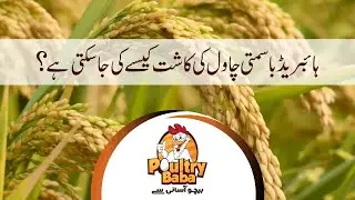 How to get more profits from Hybrid Rice || Rice Business in Pakistan || Poultry Baba