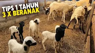 Cara Sukses Ternak Domba, Tips Breeding Domba Modern