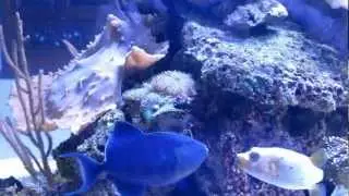 odonus niger