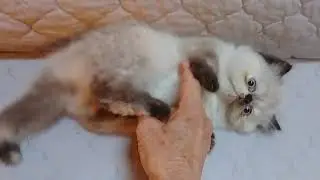 Seal / Chocolate tortie point female getting her belly rubbed