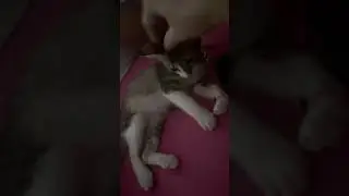 Teasing even at night #cat #kitten #happiness #familyfun #lovely #cute #funny #pets