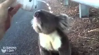 Cute little koala drinking!