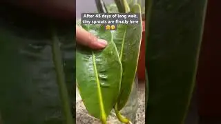 Propagation of rubber plant leaves in water🌱🌱#rubberplant#youtubeshorts#shorts