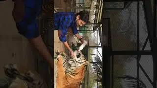 Zoo Lujan 🐯 Argentina 🇦🇷 #wildanimals #wildlife #tiger #zoo #zoolujan #nature #wild #tigers