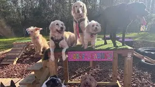 Big pup social January 13, 2026