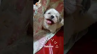 What's under the sheet? Just scaringly cute 👻 #funnydogvideos #funnydogshorts #cutedogsshorts