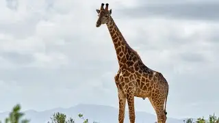 Unique facts about the animal with the longest neck