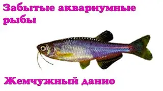 Жемчужный данио - Забытые аквариумные рыбы