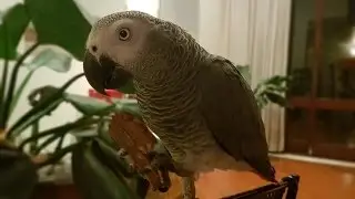 Papagaio do Congo Dudu identificando 